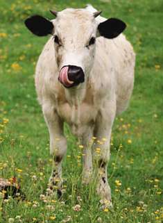 Cow