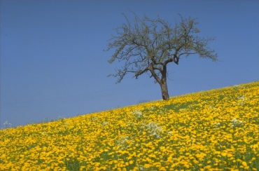 Fields